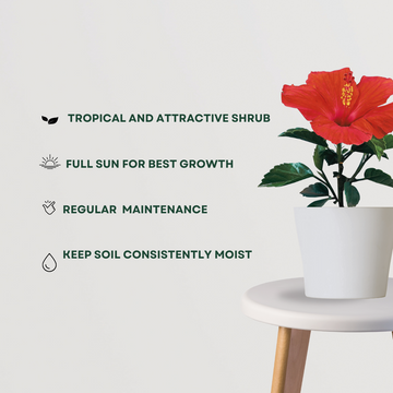 Hibiscus flowering plant